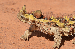 Moloch horridus